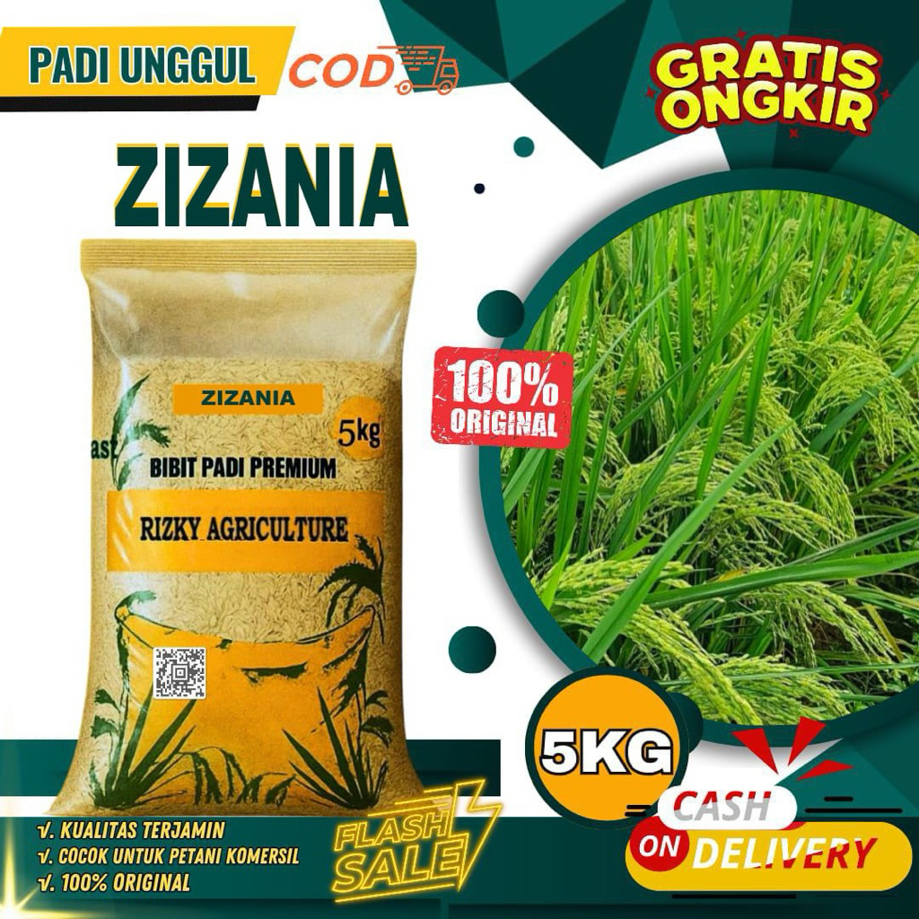BENIH PADI BIBIT PADI ZIZANIA KUALITAS UNGGUL KEMASAN 5 KG