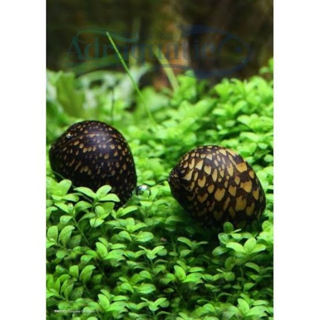 Keong Batik Aquascape Pemakan Alga/Pembersih Akuarium