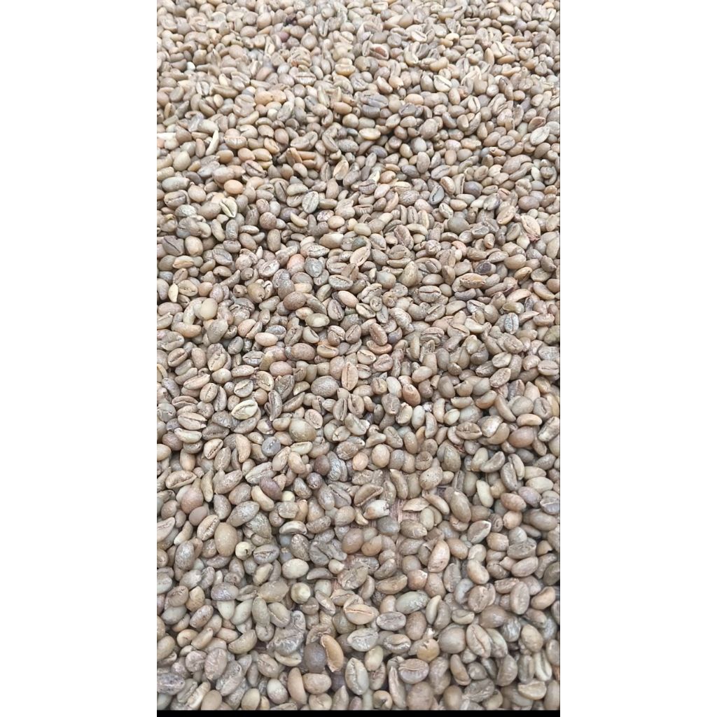 green Bean Biji Kopi mentah Biji Kopi Nangka 1 Kg (liberika Excelsa)