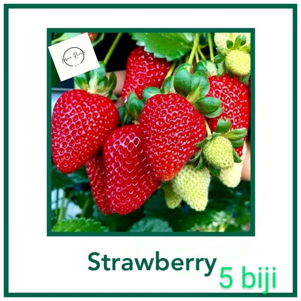 Benih Strawberry, 5 biji