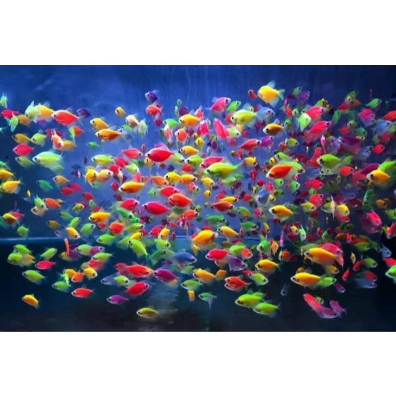 (Seafood) Perlengkapan Aquarium Gloww Fish Ukuran Kecil besar Aman Instan
