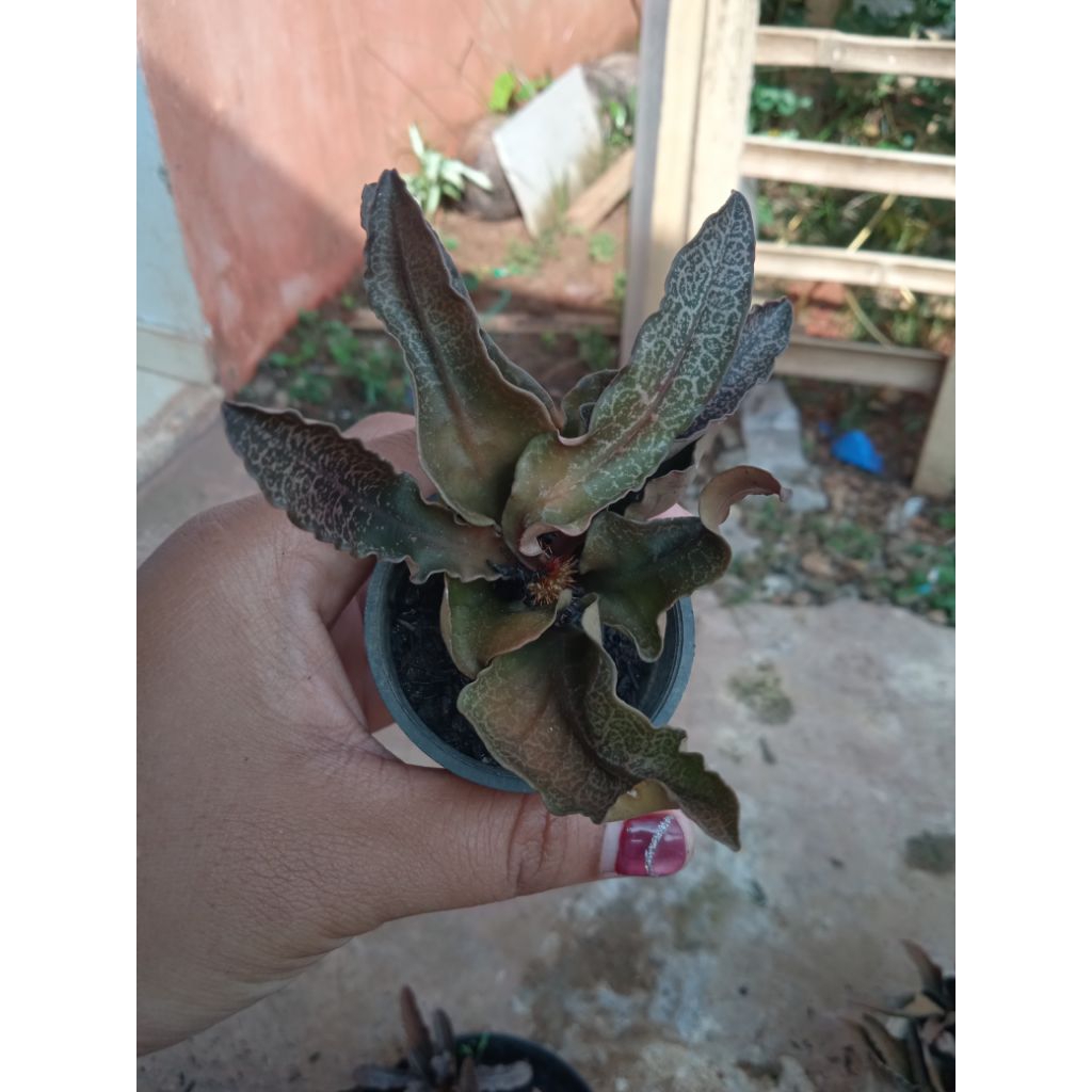 Euphorbia francoisi Maple