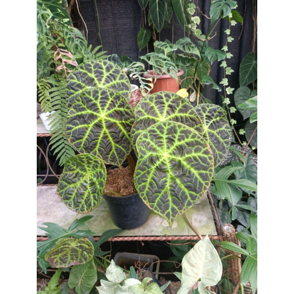 begonia spider (tanaman hidup)