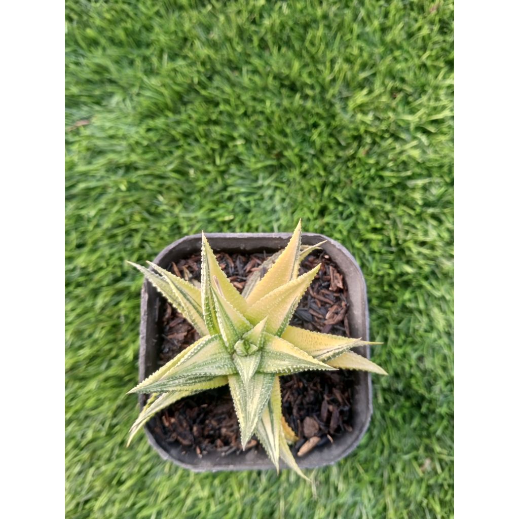 Haworthia limifolia variegata