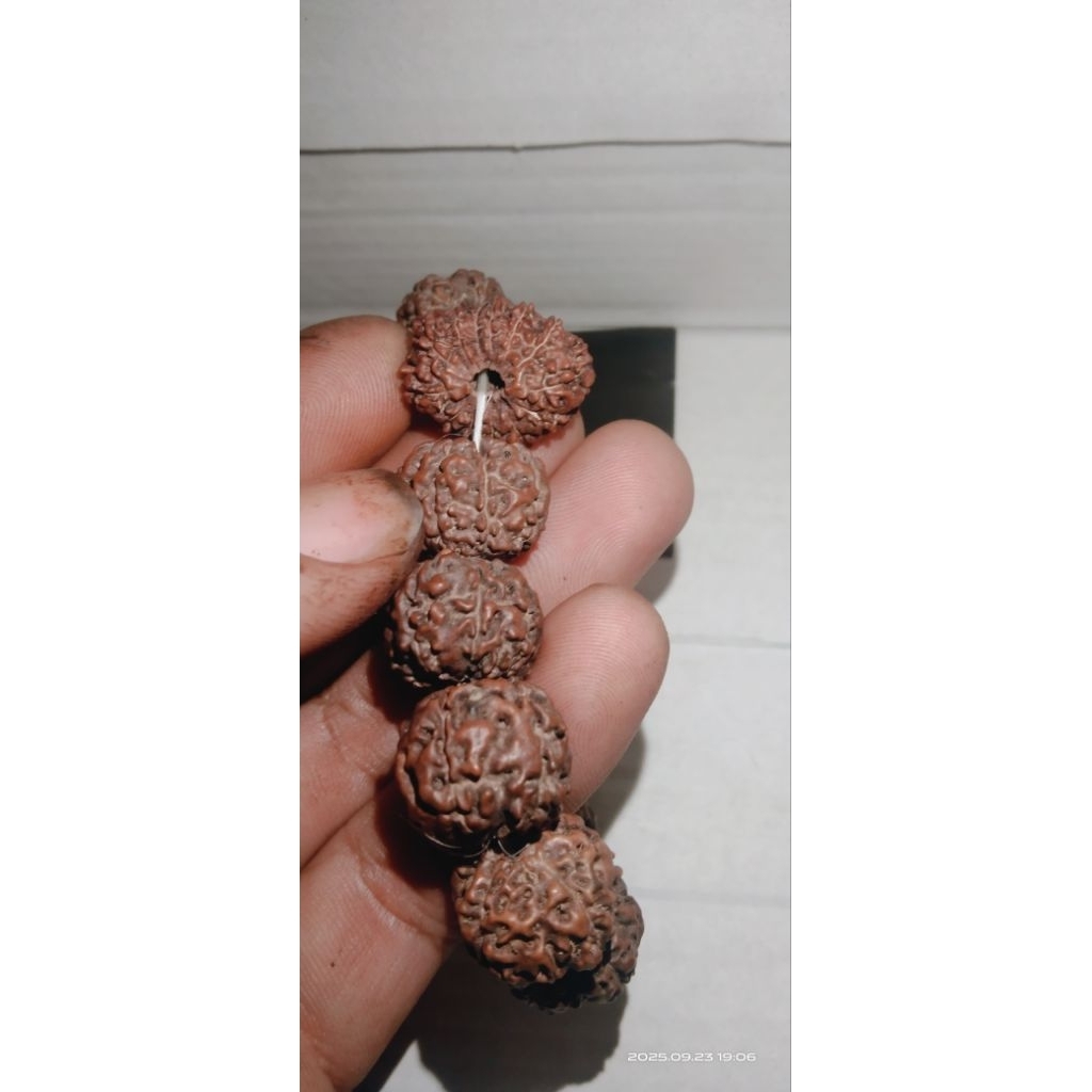 gelang rudrakhsa ori +1 butir mukhi 13