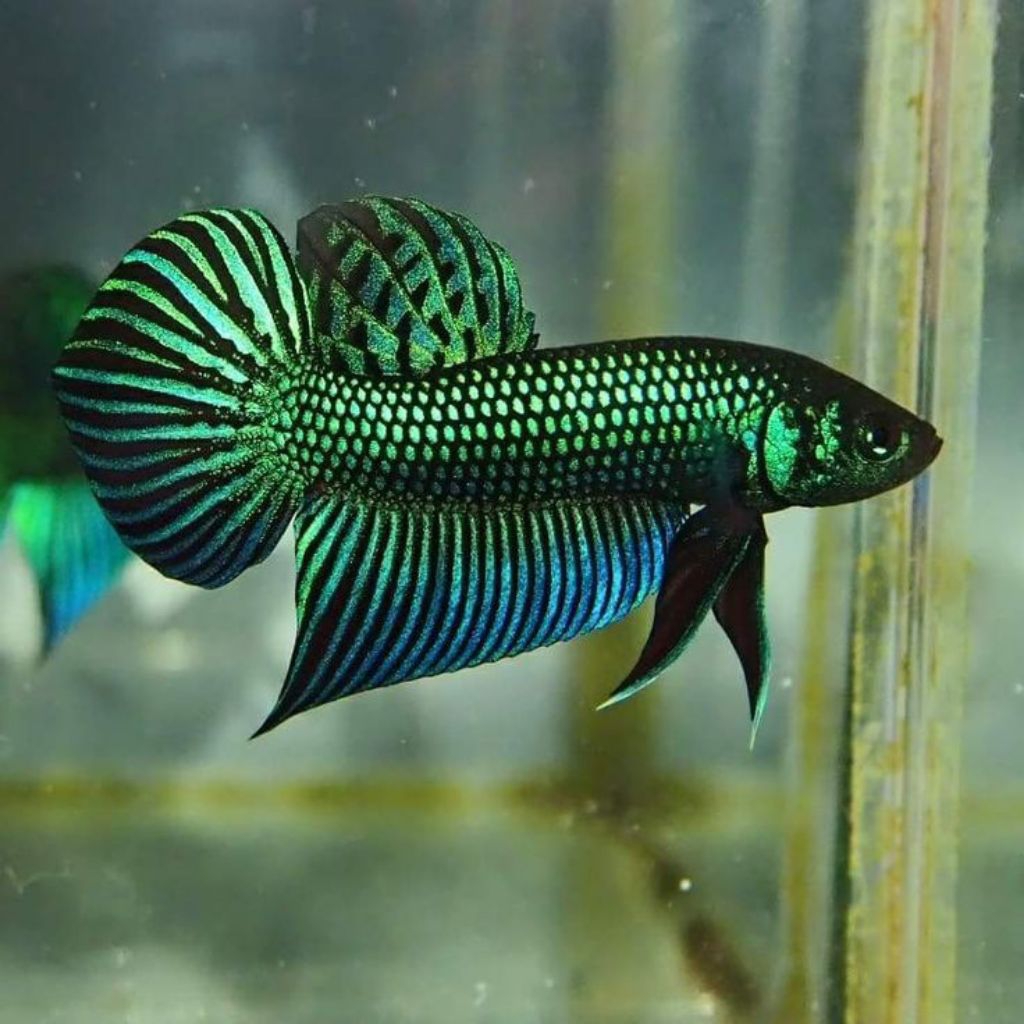 wild Betta mahachai import Thailand