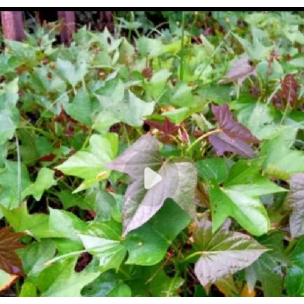 Bibit Ubi unggu simadu/ubi jalar super ungu/50pcs