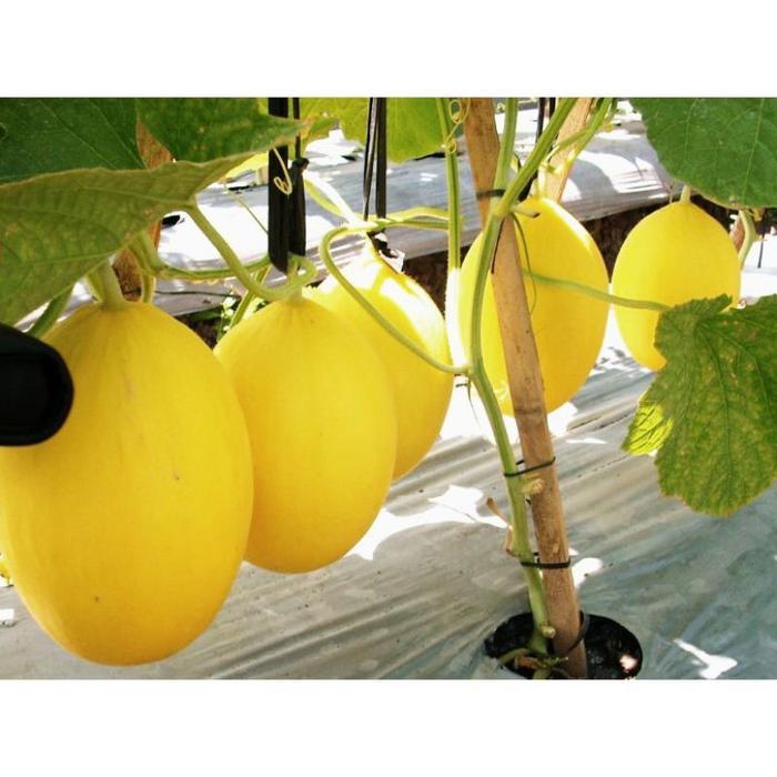 Benih Bibit Biji - Melon My Love F1 Golden Kuning Hibrida Seeds