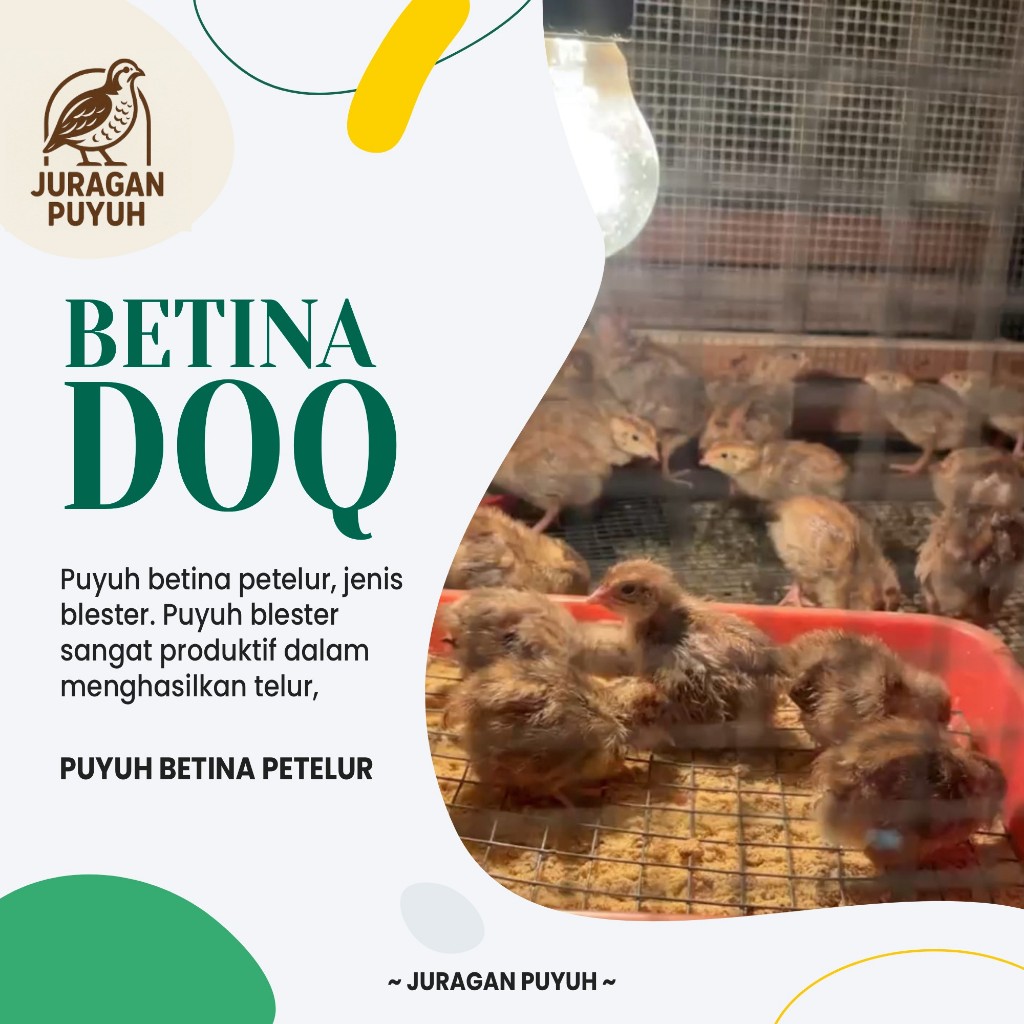 Ready DOQ Puyuh Betina Petelur Usia 20 Hari - Anak Burung Puyuh Petelur