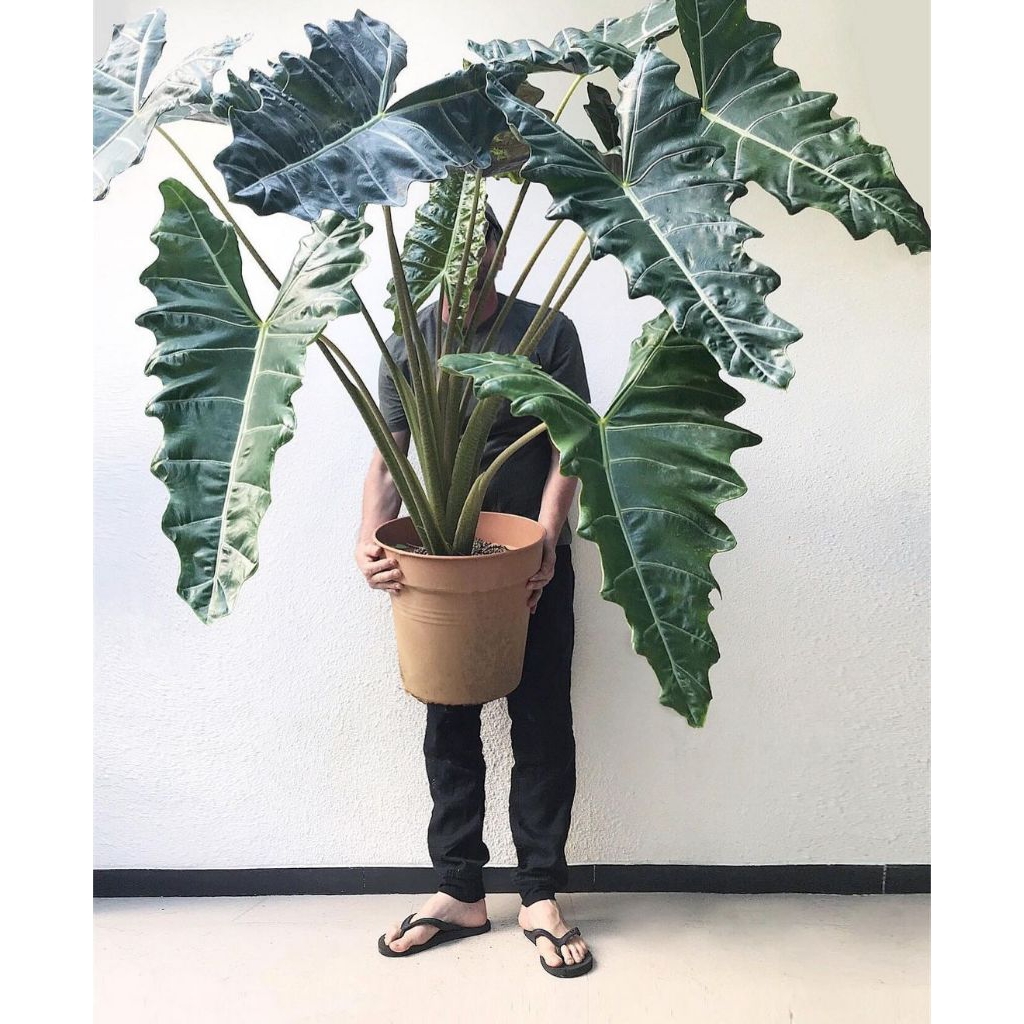 Tanaman hias hidup alocasia sanderiana - alocasia sanderiana
