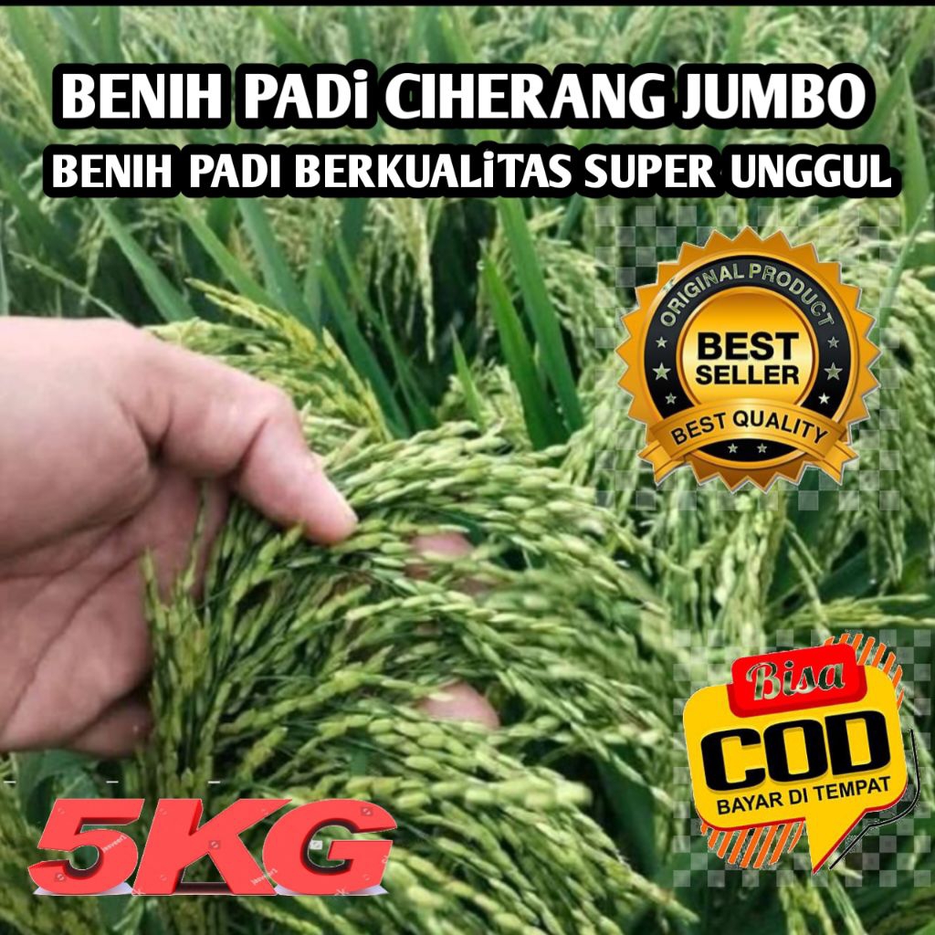 BENIH PADI CIHERANG JUMBO BERKUALITAS SUPER UNGGUL KEMASAN 5KG