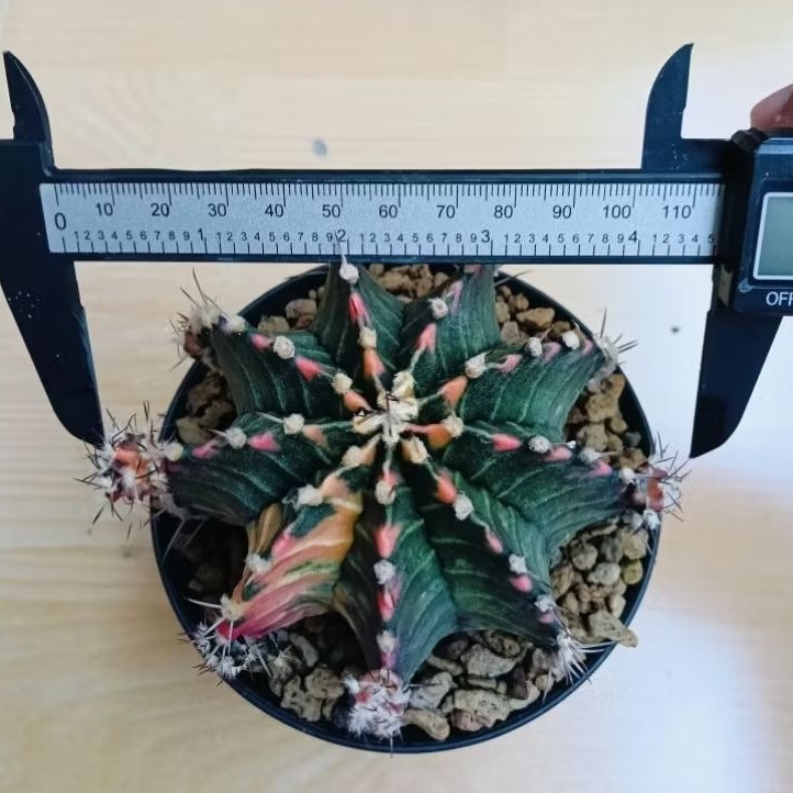 kaktus jumbo LB hybrid variegata selected perform