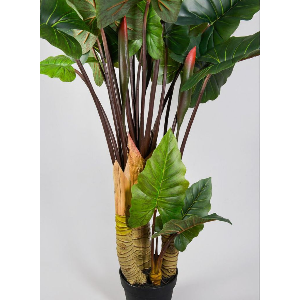 Tanaman Hias Sente Batang Hitam / Sente Bali Alocasia Berkualitas