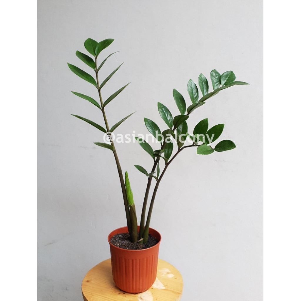 Zz Plant - Pohon Dolar | Tanaman hias hidup sukulen di pot