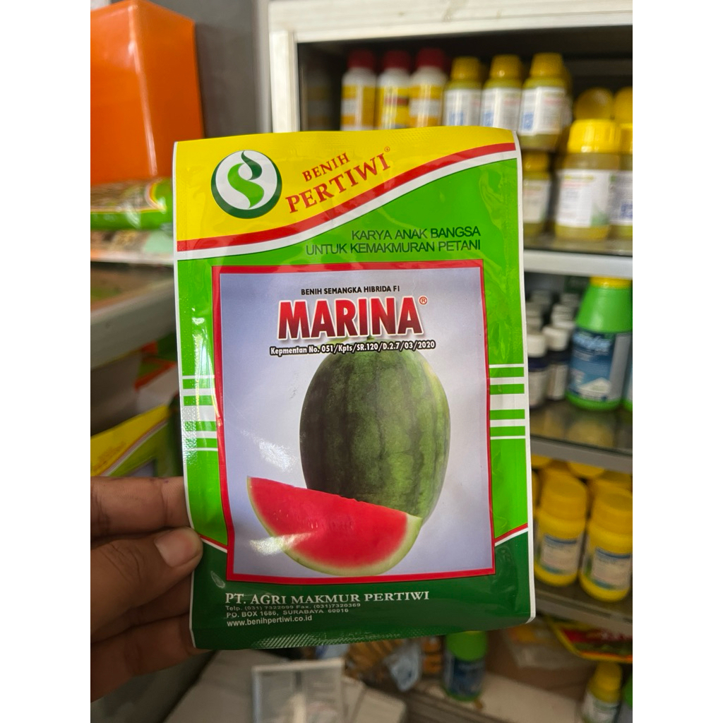 Bibit Semangka Marina F1 - Super Manis & Tahan Penyakit