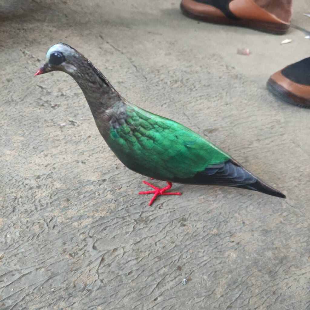 JONTROT BURUNG PUNAI TANAH DAN MERPATI HUTAN SULAWESI / PATUNG BONEKA DEKOY LIMUKAN
