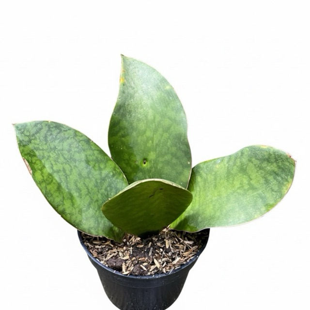 Tanaman Hias Sansivera Giant | Lidah Mertua Centong