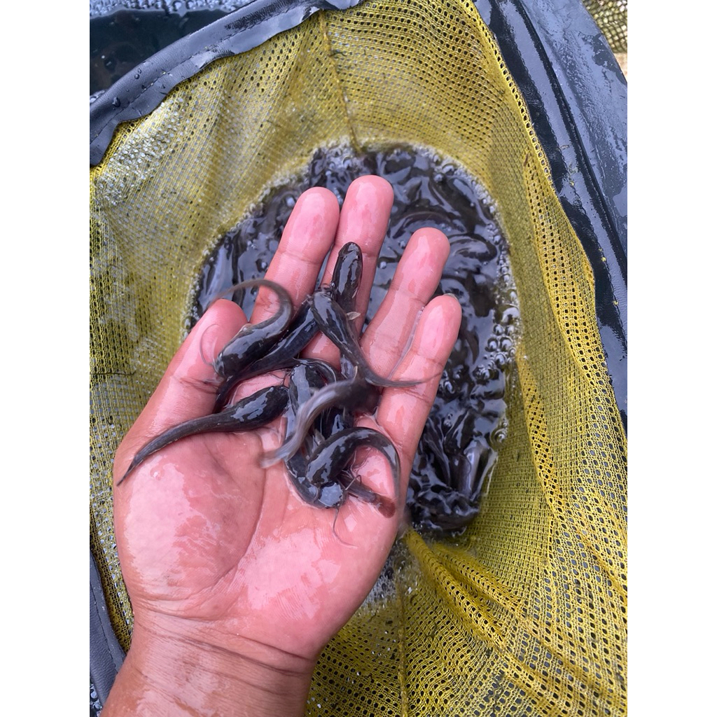 bibit lele sangkuriang ukuran 4-5 cm