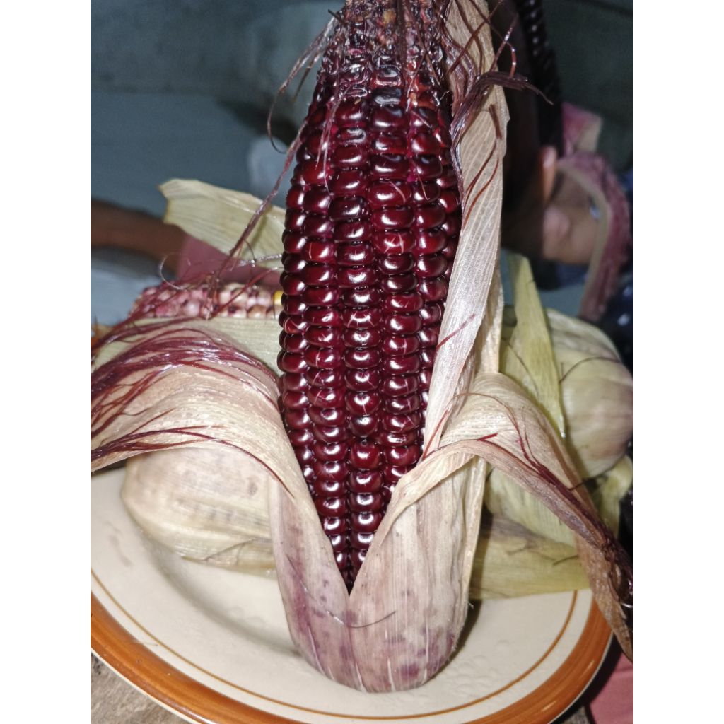 jagung ketan jagung ungu