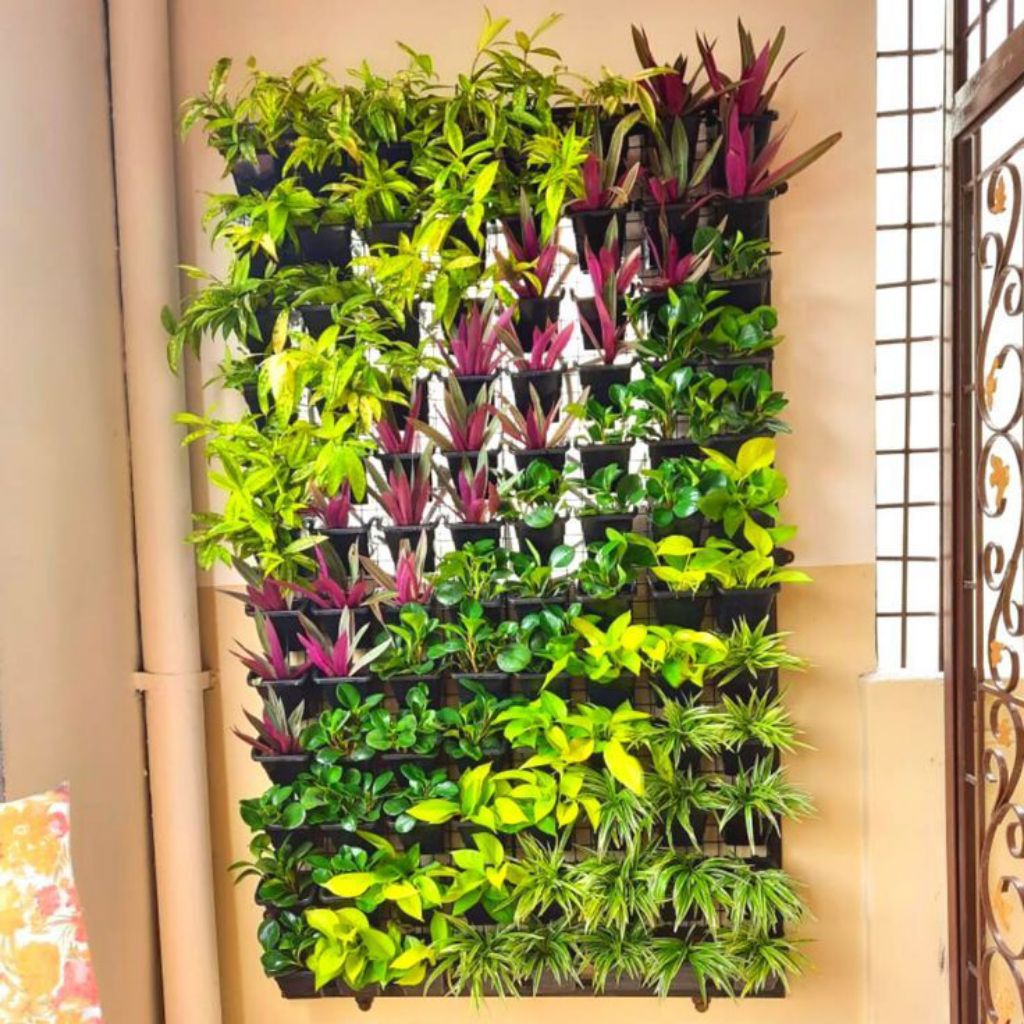 Paket Vertical Garden 4 Jenis Tanaman Srigading Centong Brekele Dracaena Kuning Adam Hawa