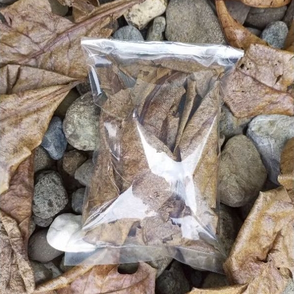 daun ketapang laut olahan super pekat kemasan 100gram