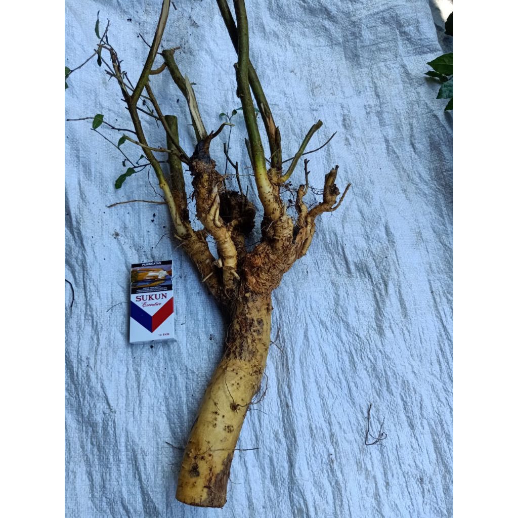 bahan bonsai serut