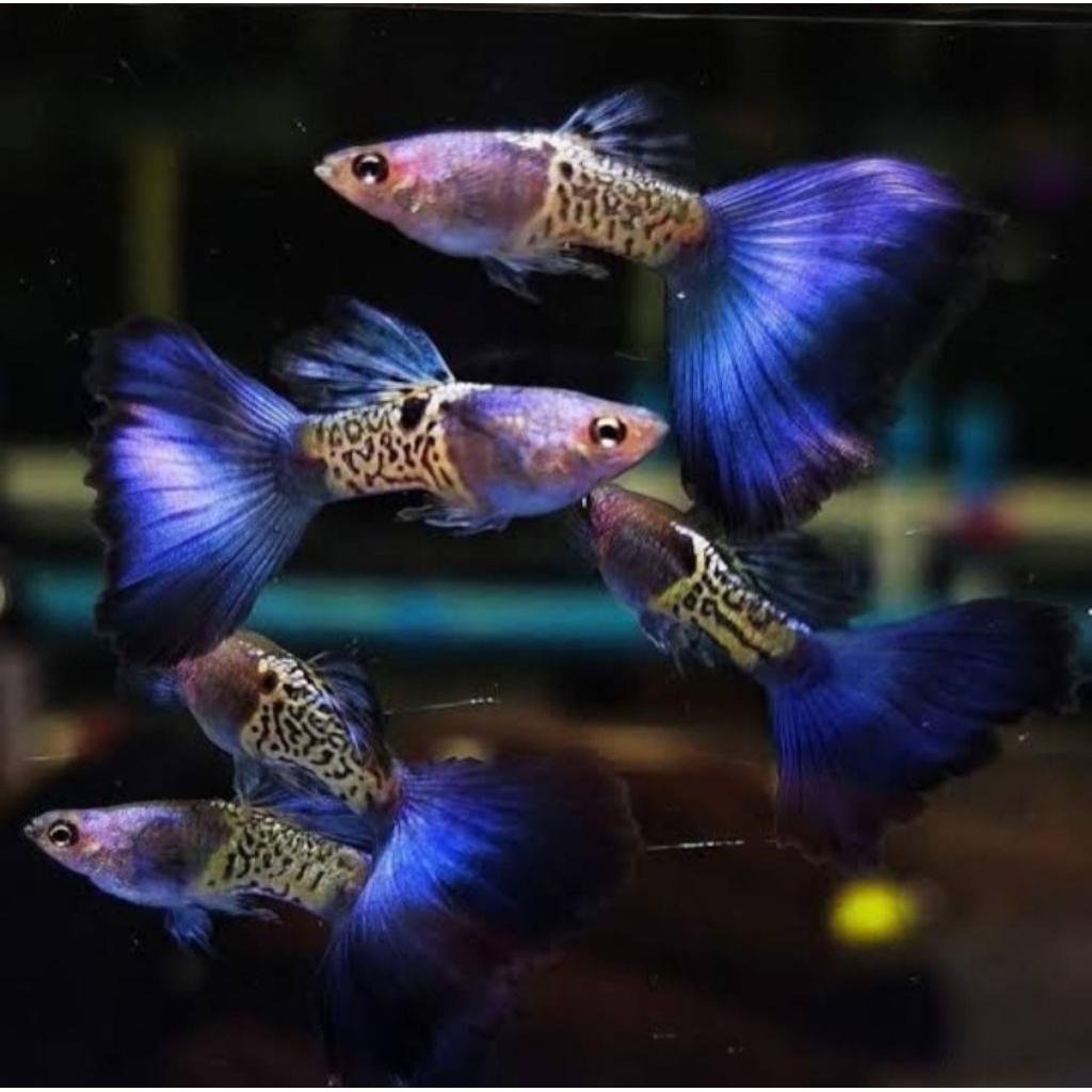 Guppy Blue Metal Snake Skin Satu Pasang Size Indukan Hiasan Aquarium |Ikan Hias Bozz Louhan|