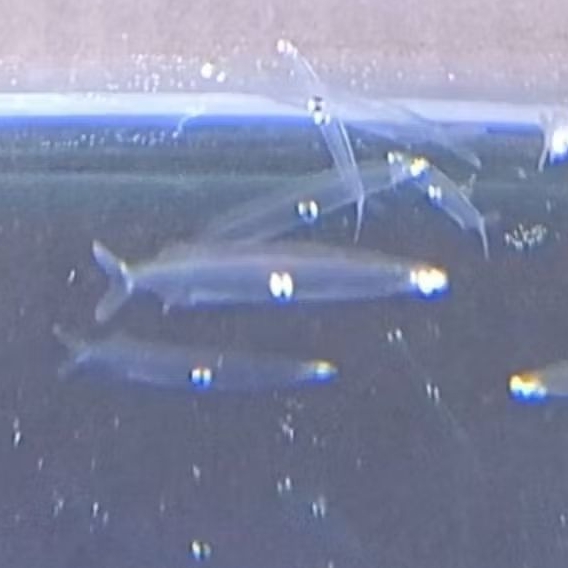 Ikan Hias Lucu Unik Transparan Air Tawar Aquascape