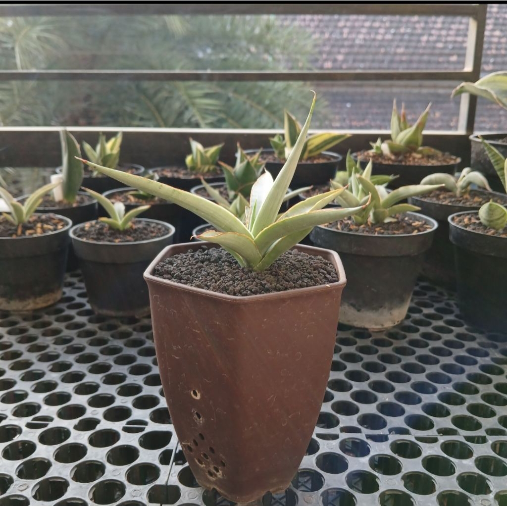 SANSEVIERIA DANCING DRAGON.
