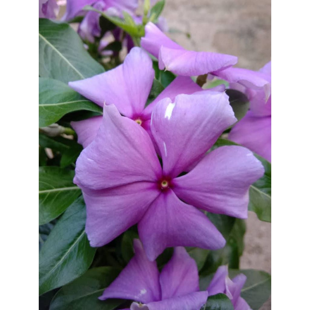 Plant/tanaman-bunga(bukan biji) VINCA-Periwinkle(TapakDara) Blueberry Blush IMPORT rimbun- bunga tam
