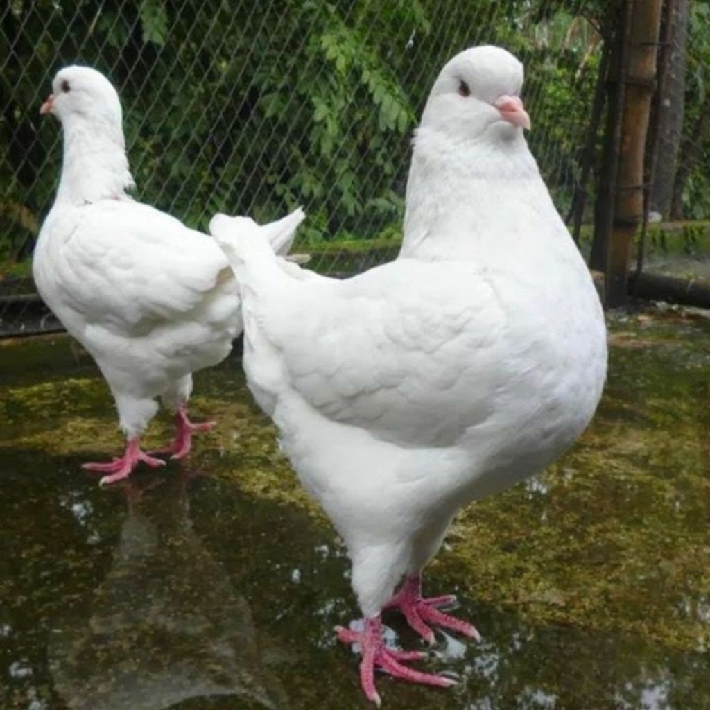 burung merpati hias show king body big sepasang jodoh