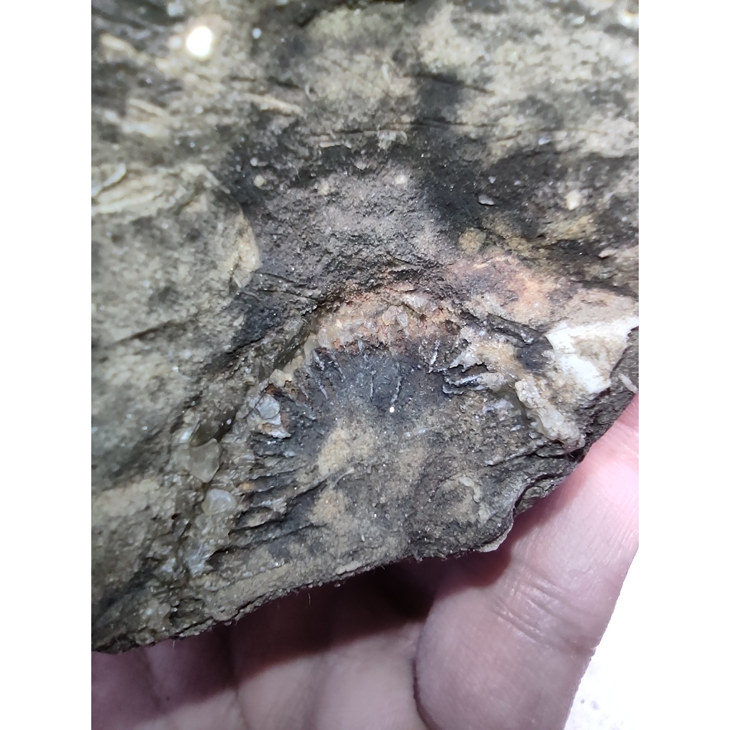 Natural Batu Fosil Kapur Langka – Kerang & Koral Tanduk Purba - Ukuran BESAR