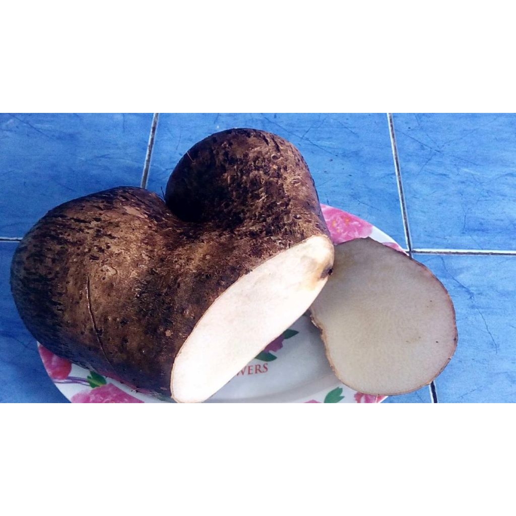 uwi legi uwi manis asli tuban 1kg