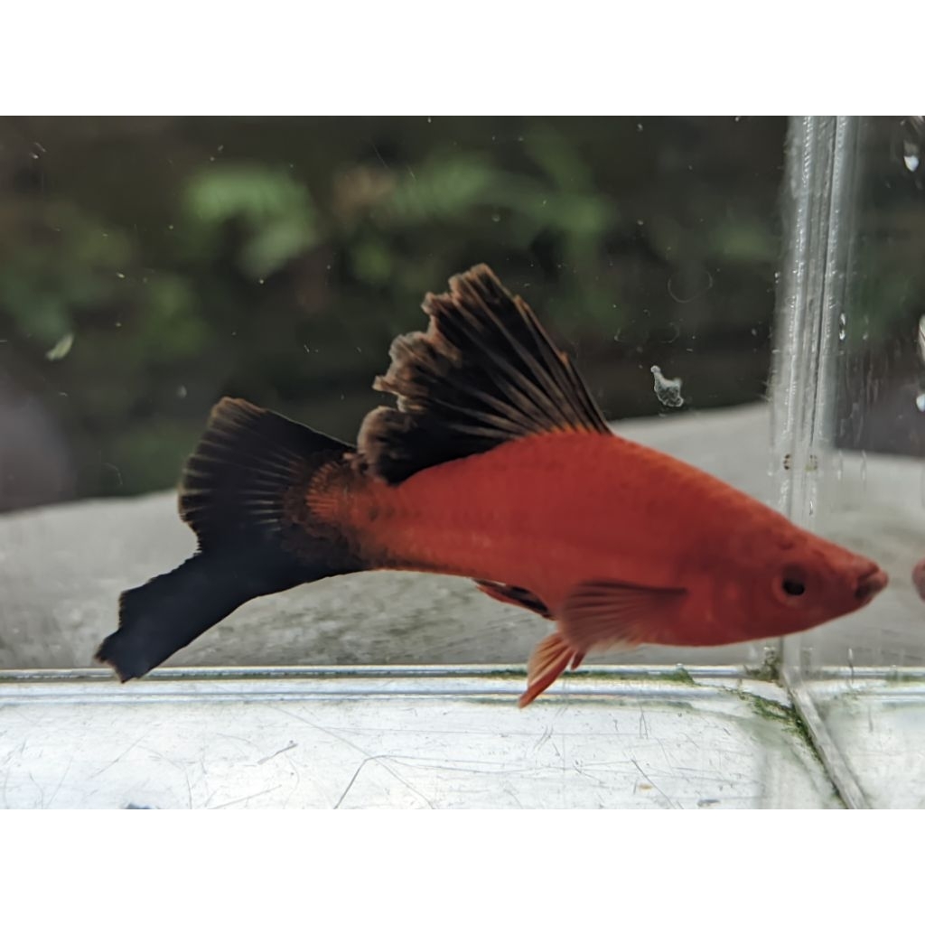 red wagtail Cauliflower sabertail aksesoris aquarium