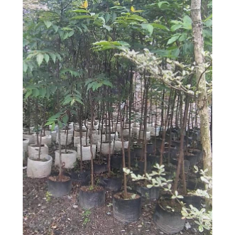 Bibit Pohon Eucalyptus