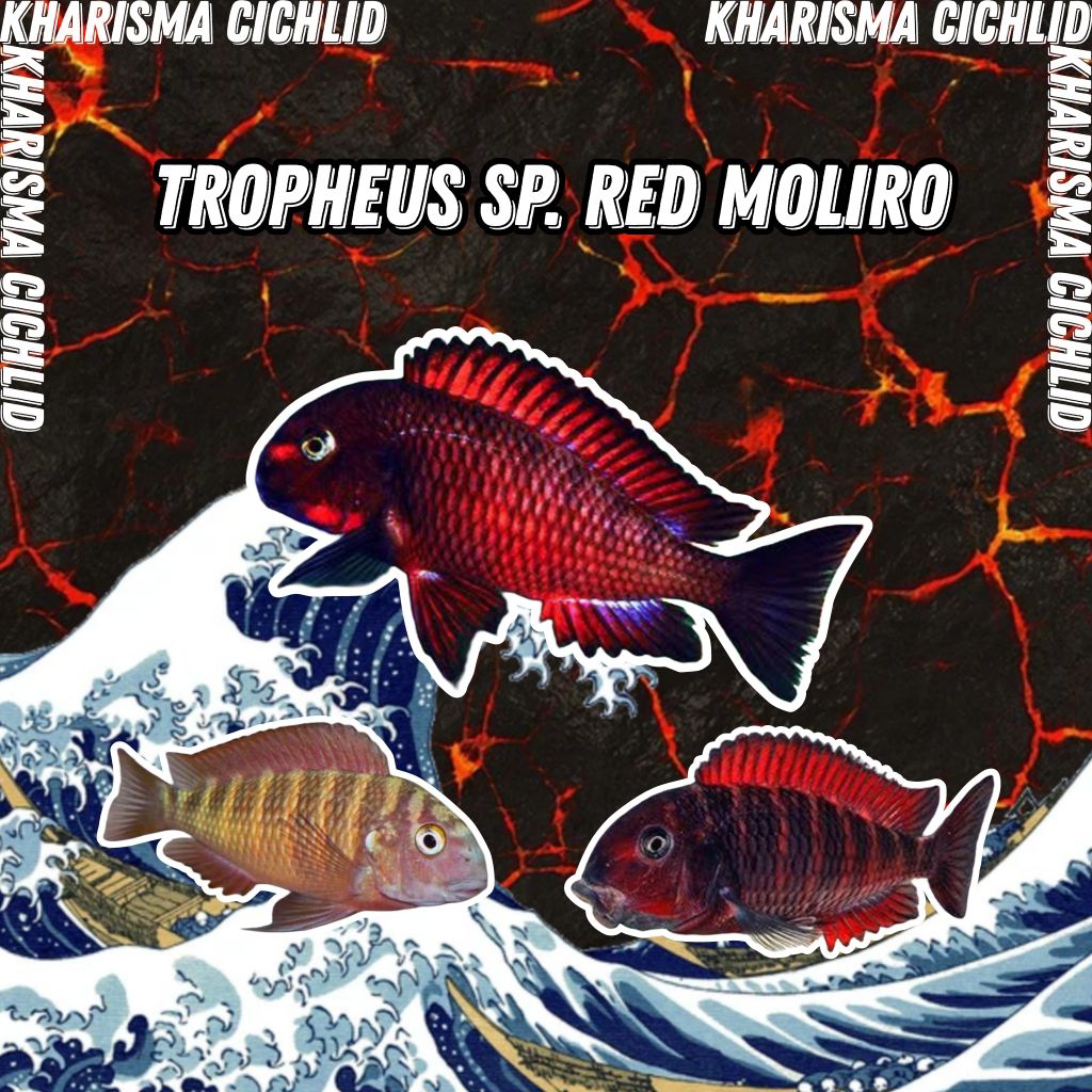 Tropheus Red Moliro Cichlid Tanganyika