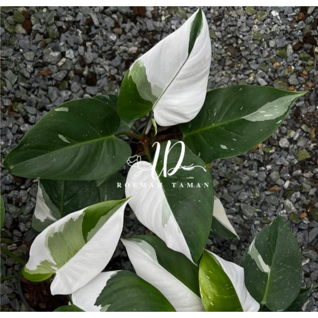 Philodendron white wizard