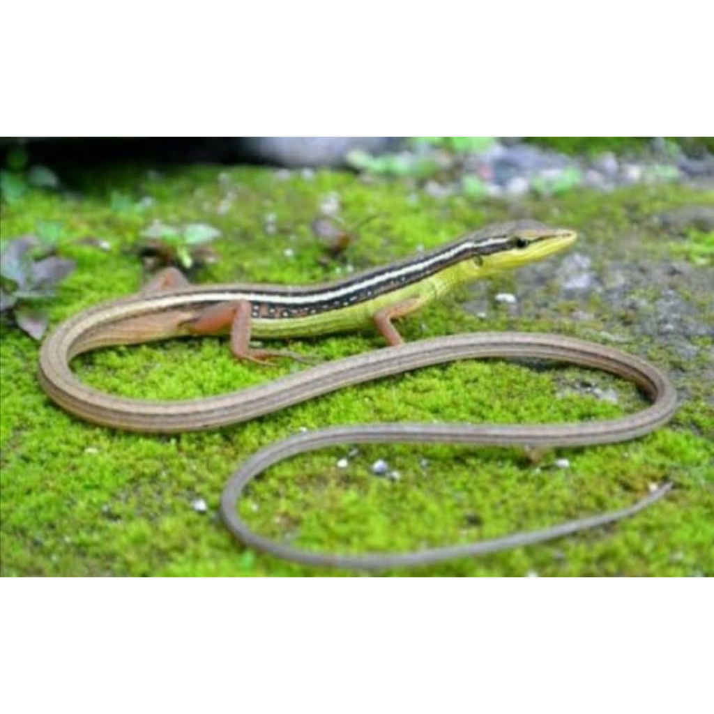 Mainan hidup kadal rumput ekor panjang/orong orongq