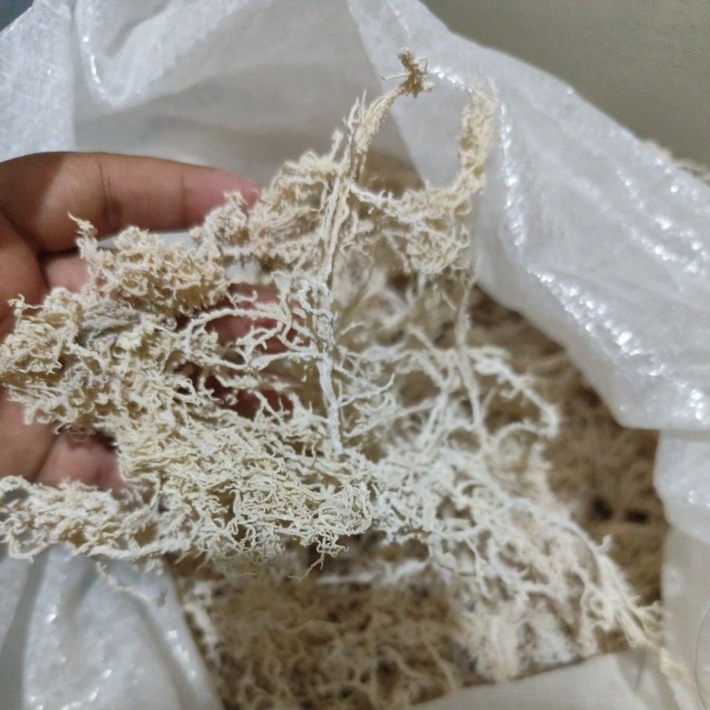 RUMPUT LAUT KERING KAWAT 100grm