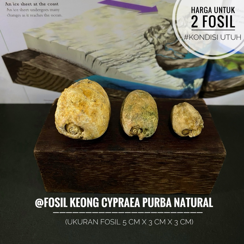 Fosil Keong Cypraea Purba Natural B65 atau Fosil Keong Kuwuk atau Fossil Snail atau Fosil Kerang ata