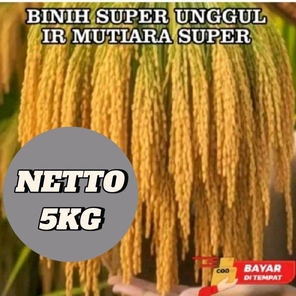 BENIH BIBIT PADI IR MUTIARA KEMASAN 5KG
