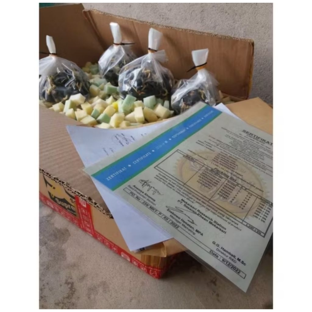 Benih Kecambah sawit Seu Supreme unggul