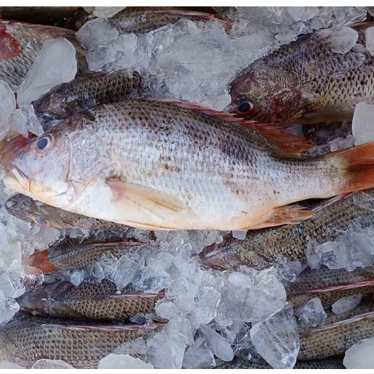 Ikan Kakap Merah Segar / Ikan Kakap 1Kg / Ikan Kakap Segar / Ikan Kakap Merah Jenaha / Ikan Jenaha /