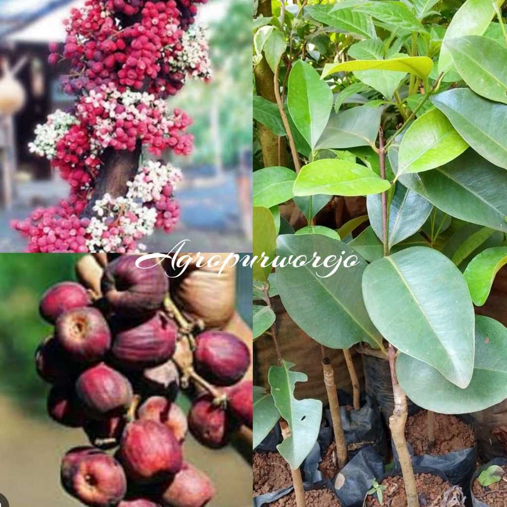 Stok Terbatas - Bibit tanaman jambu air Bira papua / Jambu Irian - Buah Langka