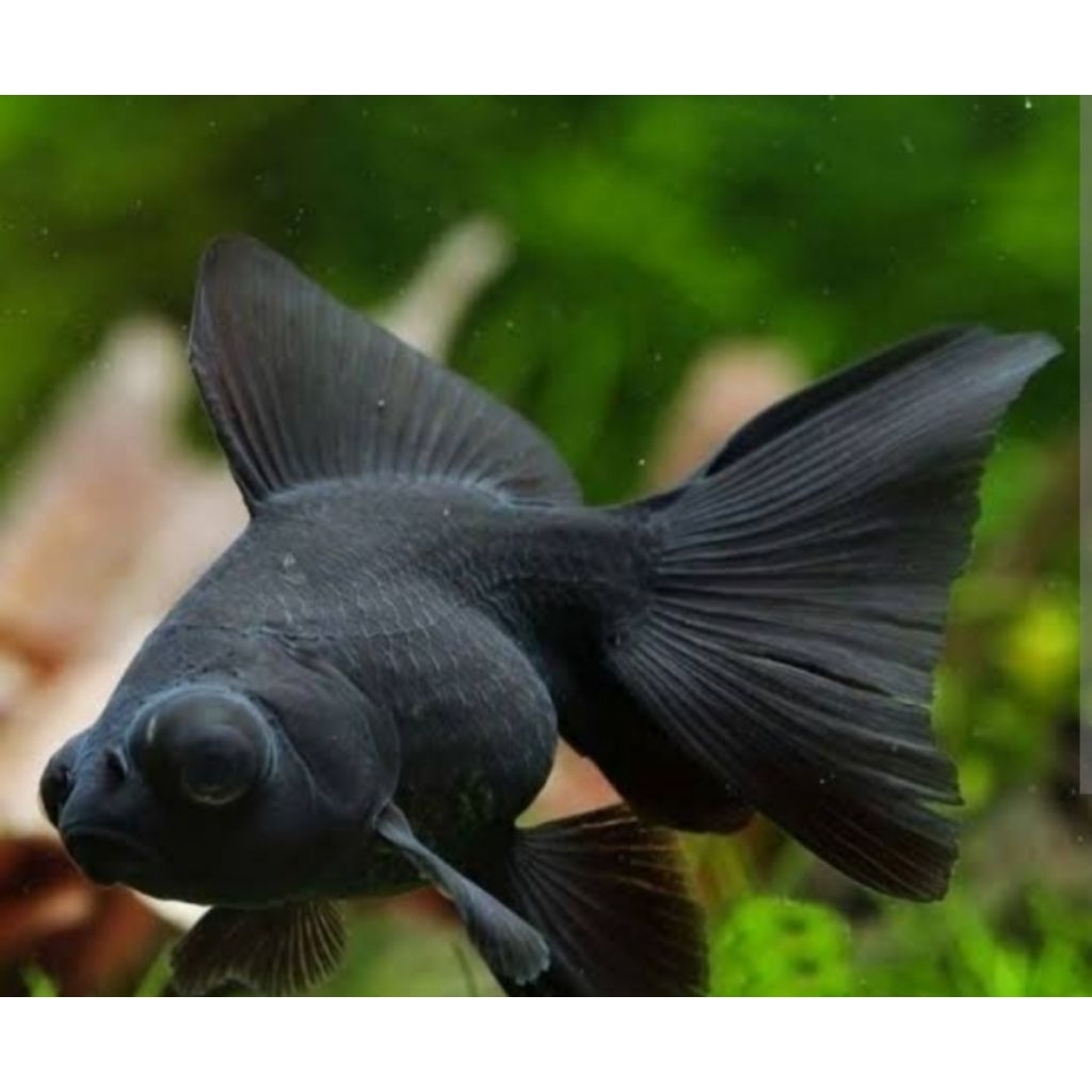 Koki Lowo Black - Koki Hitam  Size M Hiasan Aquarium |Ikan Hias Bozz Louhan|