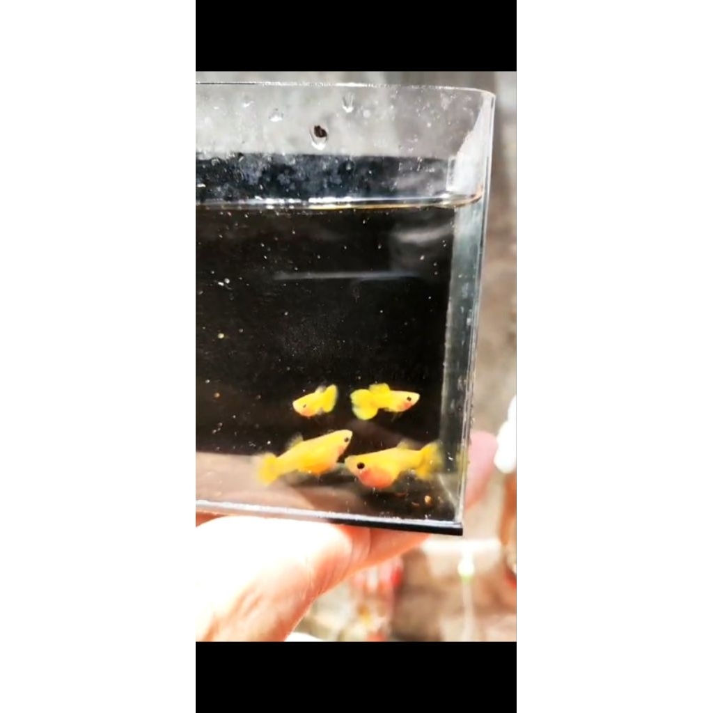 guppyYellowGlassBelly