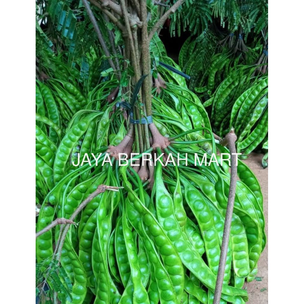 Pete Petai Tua Segar Fresh Super 10 Papan/Lonjor Khas Indonesia Asli Wonogiri dan Malang. Pete Petai
