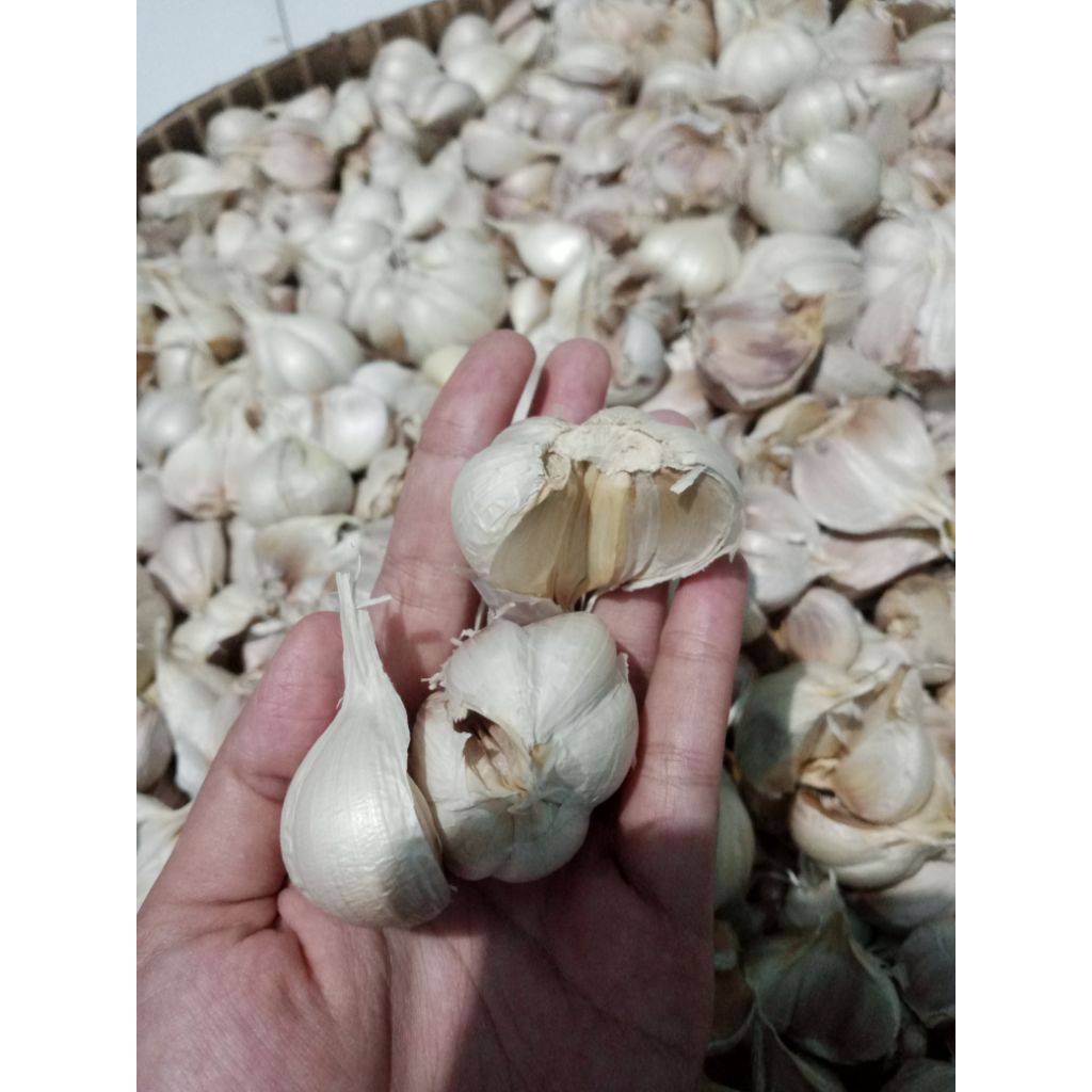Bawang Putih Kating Super 1kg | Praktis, Fresh, Harga Grosir