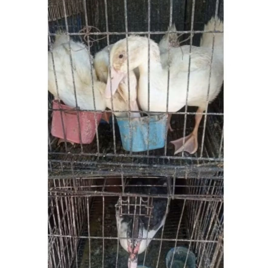 ANAK BEBEK PEKING HIDUP [UMUR 30-40 HARI] DOD BEBEK HYBRIDA BIBIT BEBEK PEKING [MINIMAL ORDER 1 EKOR