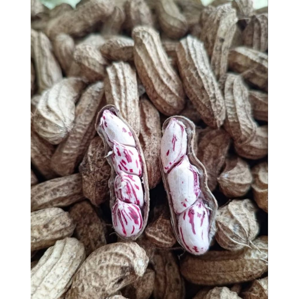 kacang madu/lurik mentah 1kg kacang tanah madu